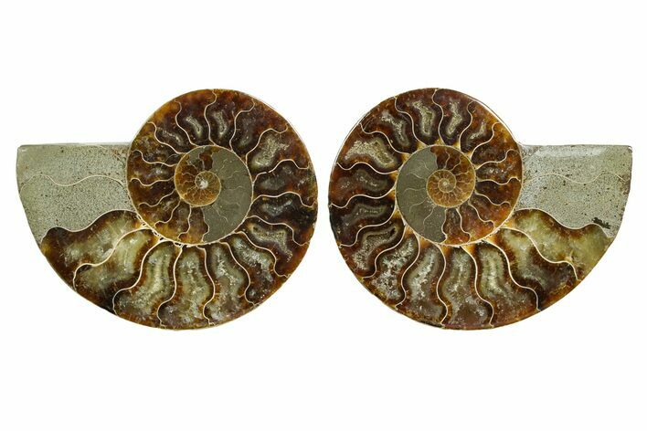 Cut & Polished Ammonite Fossil - Madagascar #364770